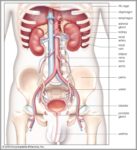 Human Anatomy Torso Image