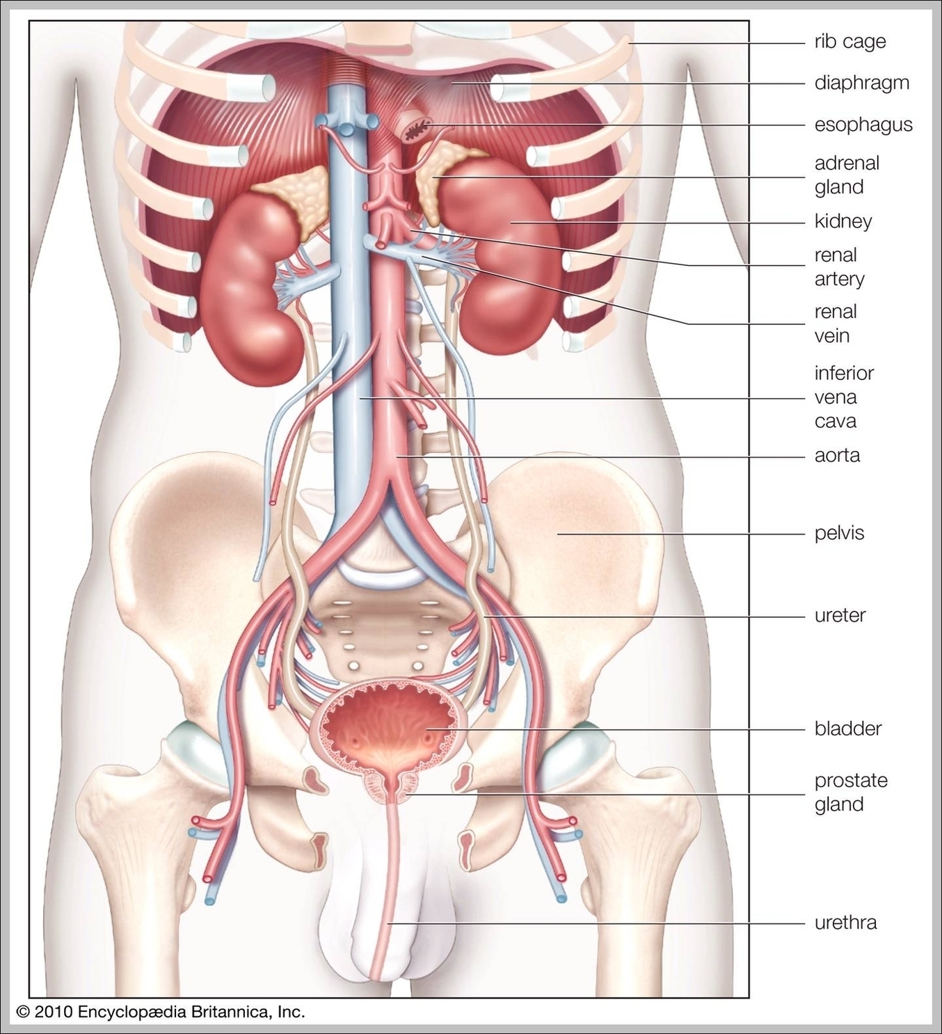 Human Anatomy Torso Image