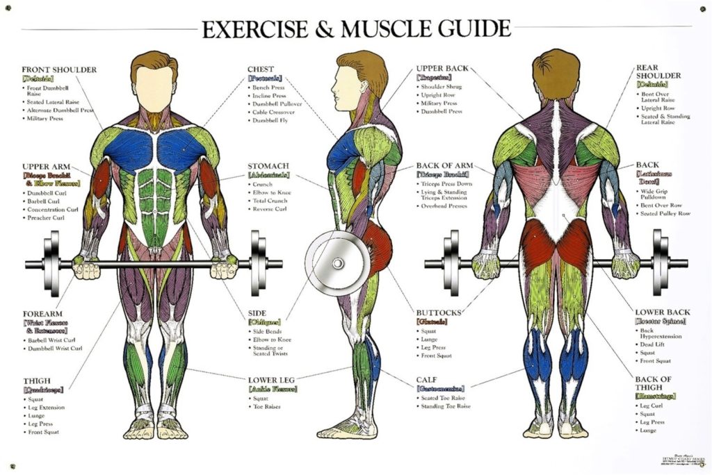 Human Arm Muscles