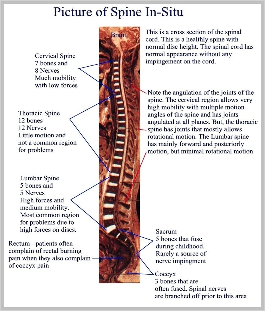 Human Back Anatomy Image