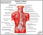 Human Back Muscles Image