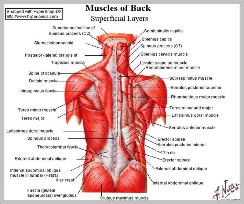 Human Back Muscles Image