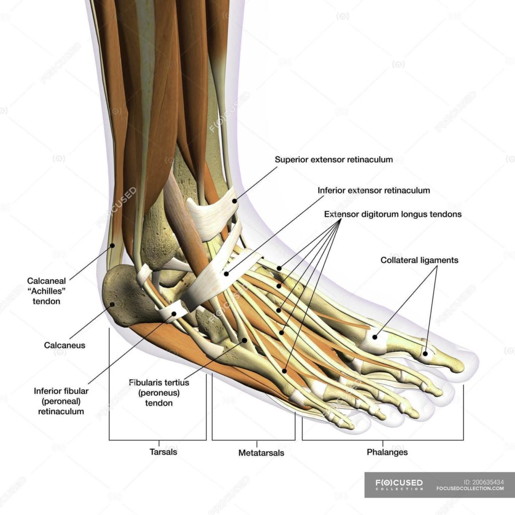 Human Body Anatomy Definition