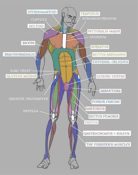 Human Body Anatomy Diagrams Described In Detail