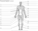 Human Body Anatomy Muscle Worksheet