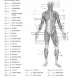 Human Body Anatomy With Labels