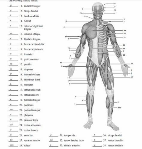 Human Body Anatomy With Labels