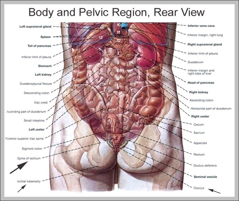 Human Body Back View Image