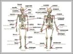 Human Body Bones Labeled Image