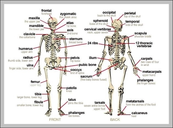 Human Body Bones Labeled Image