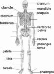 Human Body Bones Names