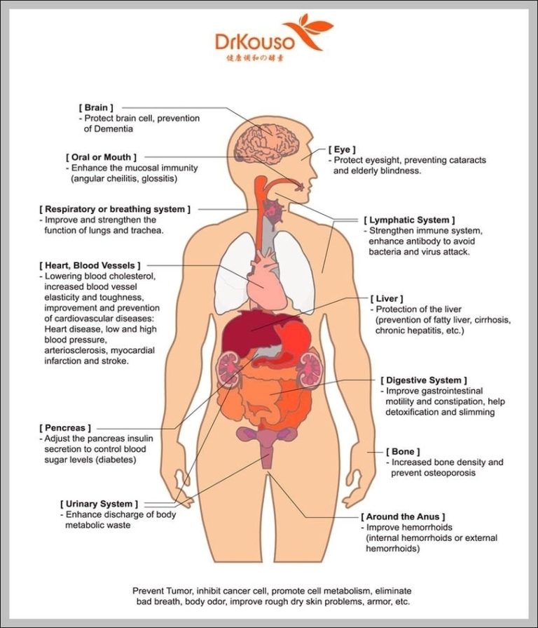 Human Body Chart Organs Image Anatomy System Human Body Anatomy Diagram And Chart Images