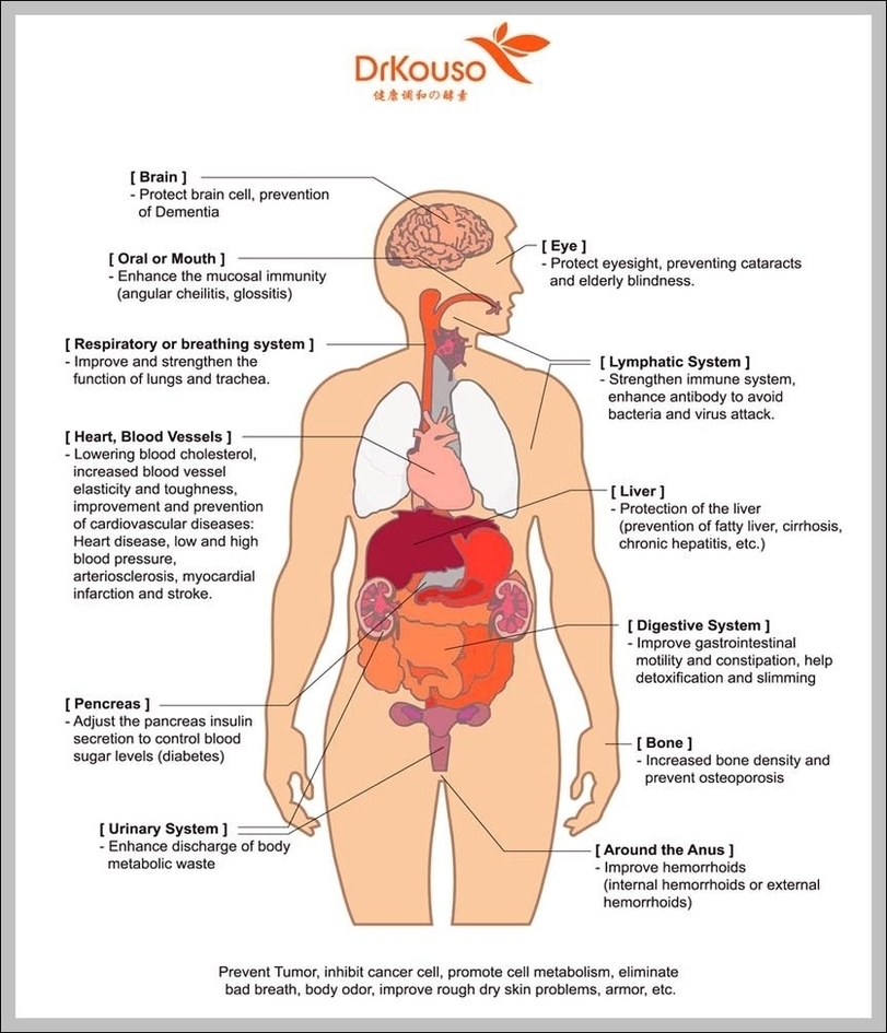 Human Body Chart Organs Image