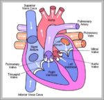 Human Body Diagram Front And Back Image