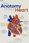 Human Body Heart Labeled Sample Of