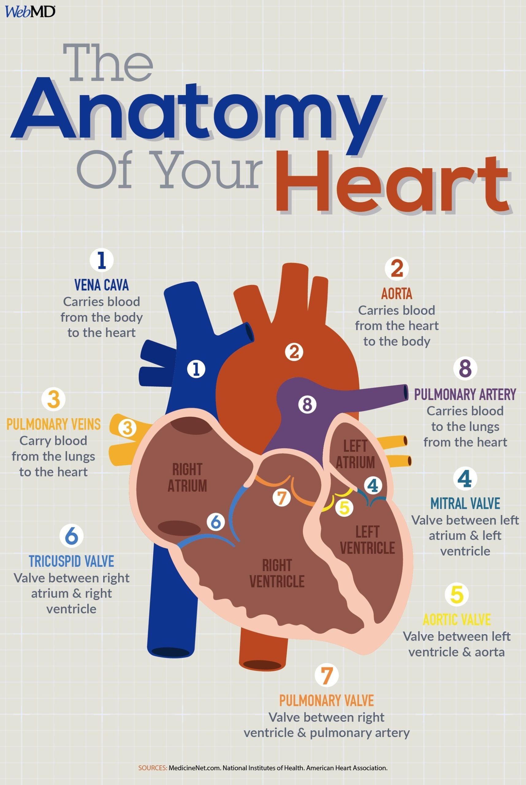 Human Body Heart Labeled Sample Of