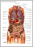 Human Body Internal Organs Diagram Image