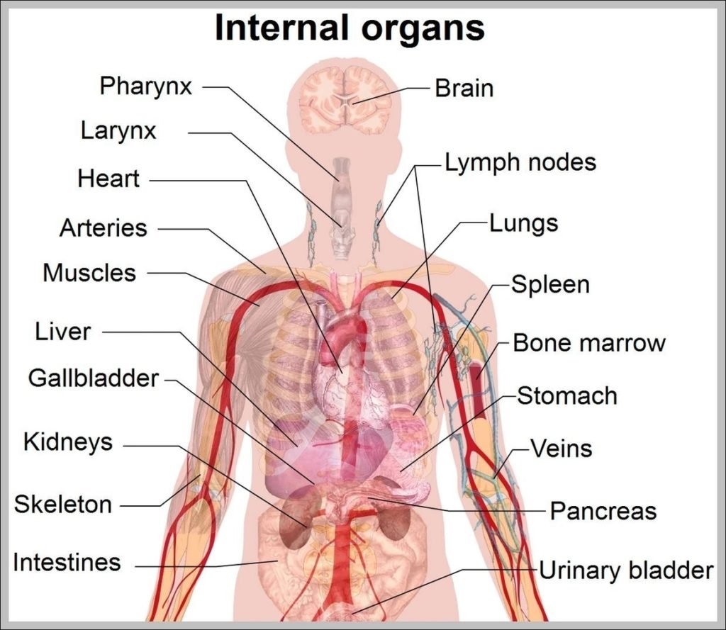 Human Body Internal Organs Image