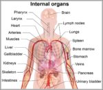 Human Body Internal Organs Image