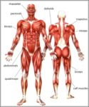 Human Body Muscle Names Image