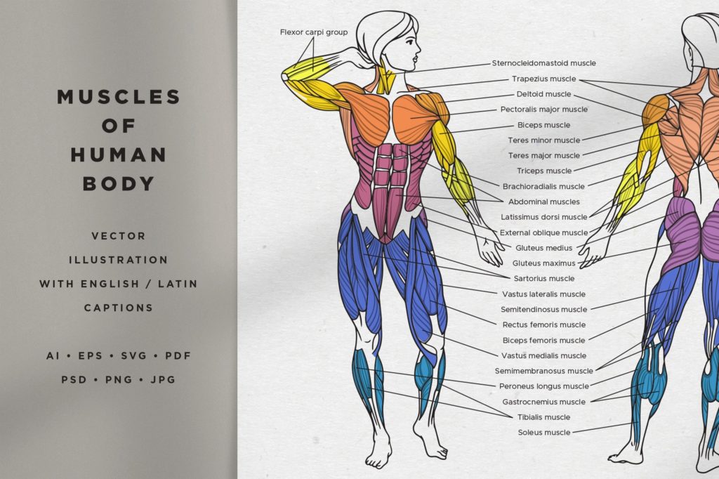 Human Body Muscles Examined