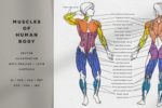 Human Body Muscles Examined