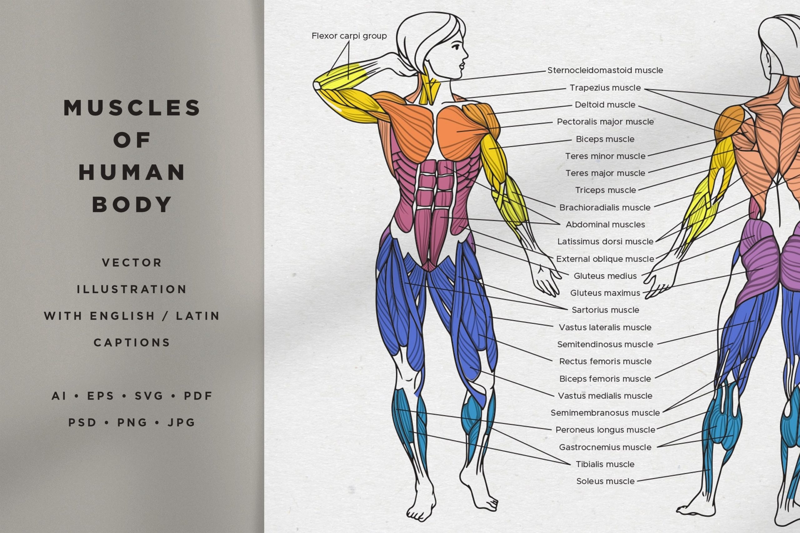 Human Body Muscles Examined