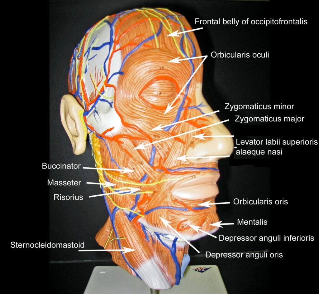 Human Body Muscles Explanation With Labels