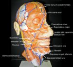Human Body Muscles Explanation With Labels