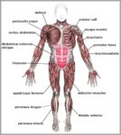 Human Body Muscles Labeled Image