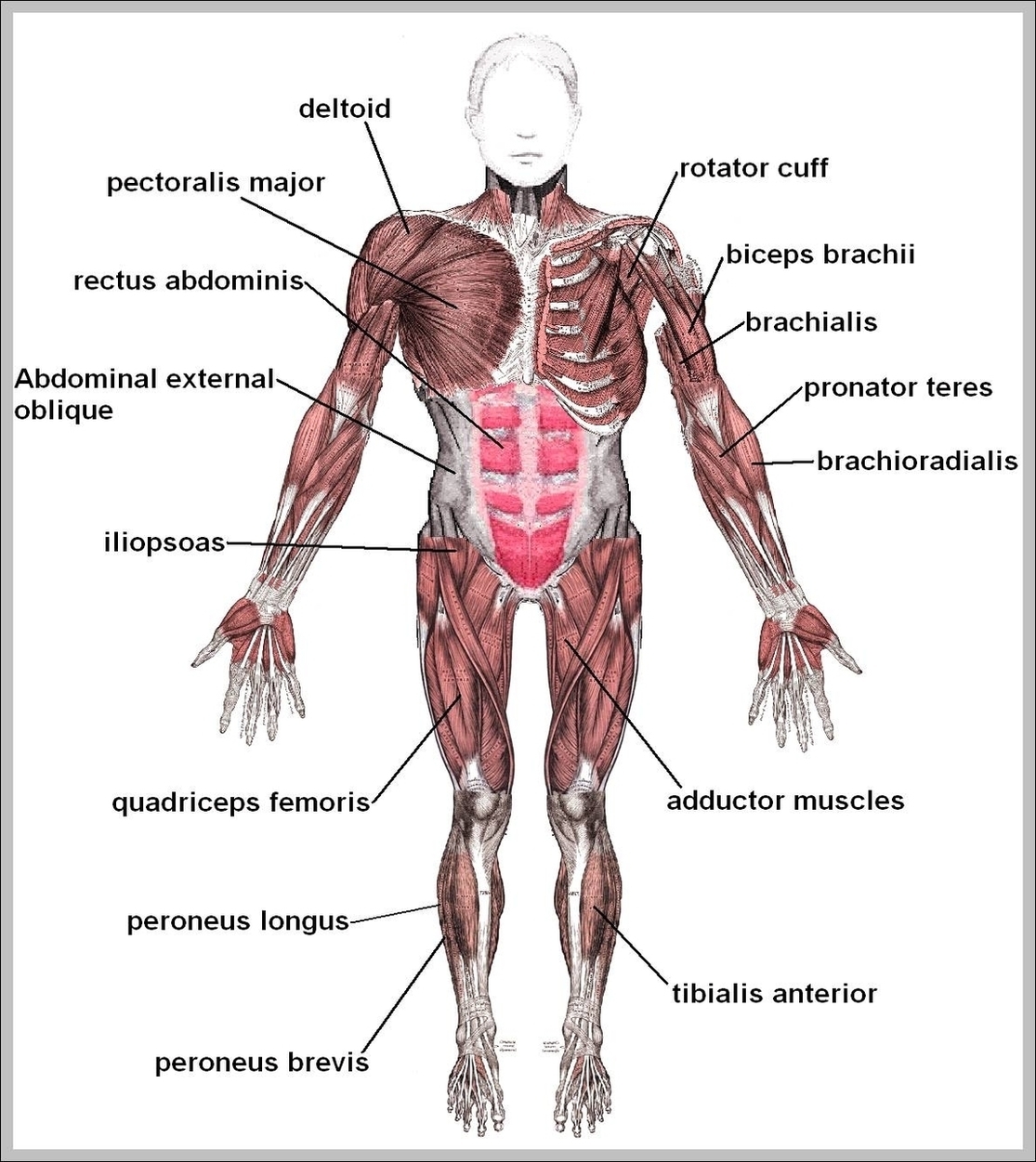 Human Body Muscles Labeled Image