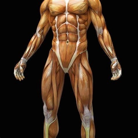 Human Body Muscles