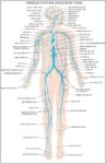 Human Body Nervous System Diagram Image