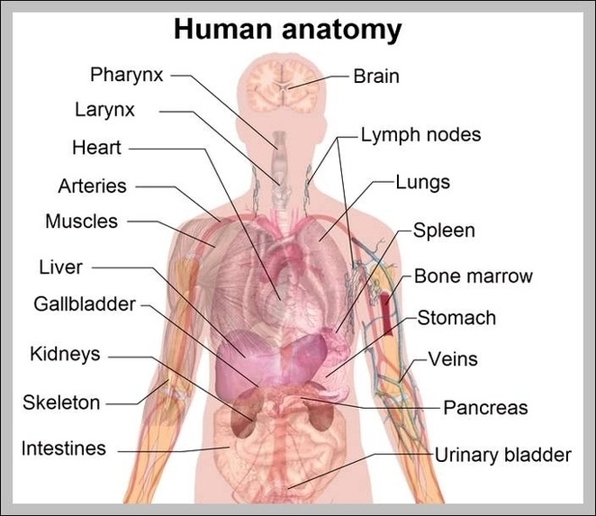Human Body Organ Chart Image