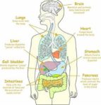 Human Body Organs Described