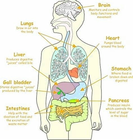 Human Body Organs Described