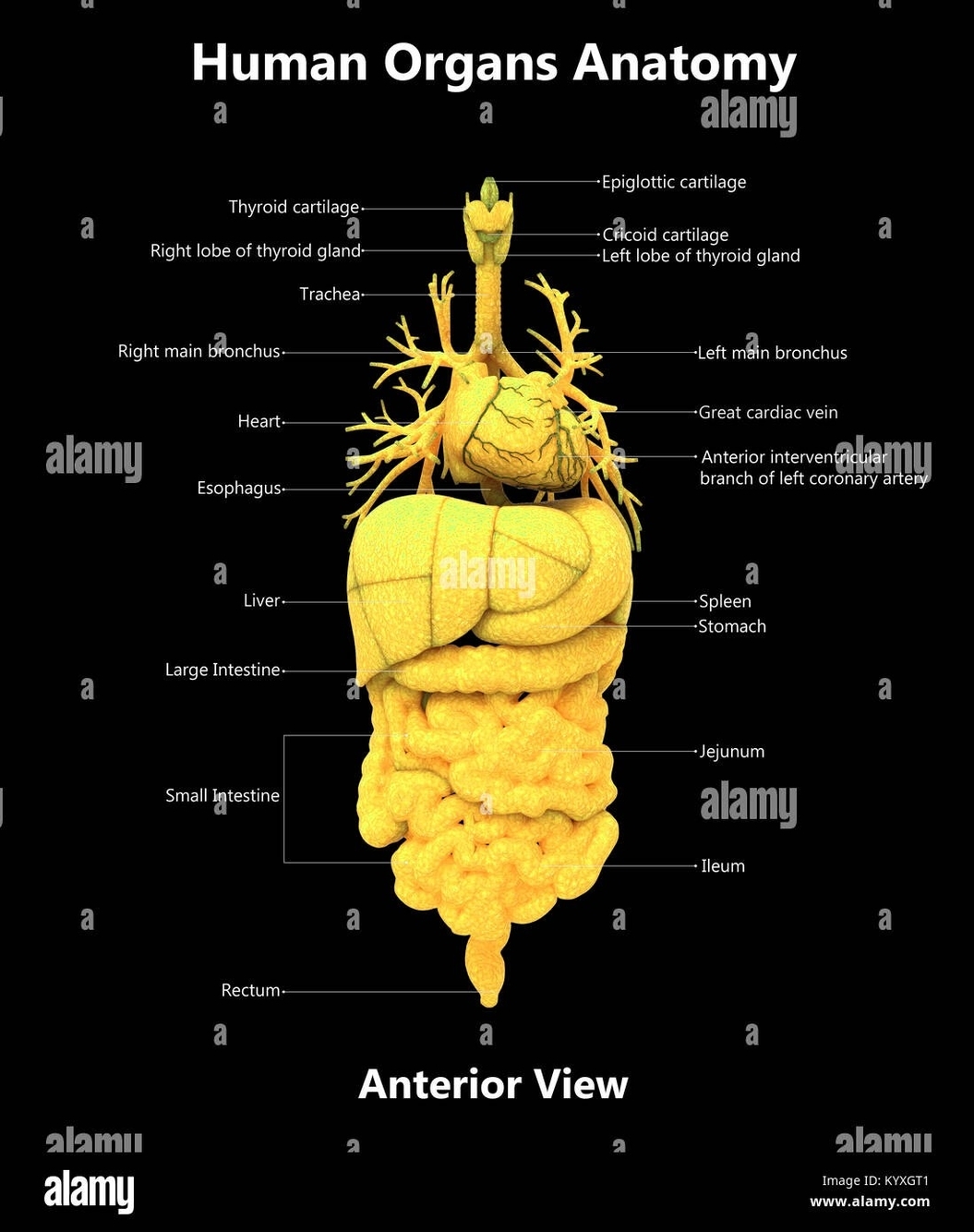 Human Body Organs Label Design Anterior View Anatomy