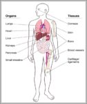 Human Body Organs Location Image