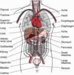 Human Body Organs Represented