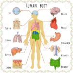 Human Body Organs Visual
