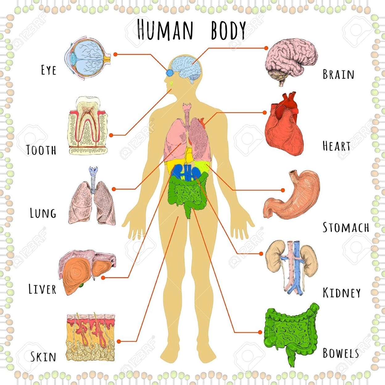 Human Body Organs Visual