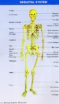 Human Body Partshuman Body Parts Chart With Labels Graphic