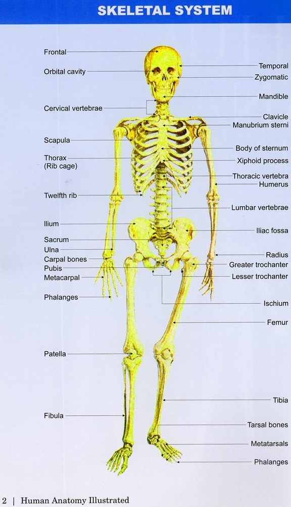 Human Body Partshuman Body Parts Chart With Labels Graphic