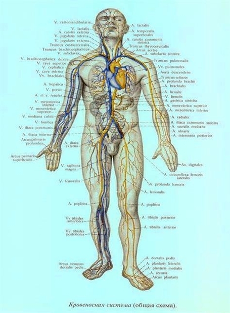Human Body Partshuman Body Parts Chart With Labels