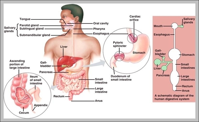 Human Body Pictures Digestive System Image