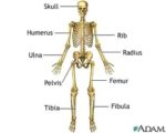 Human Body Skeletal System