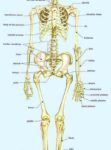 Human Body Skeleton Anatomy Bones