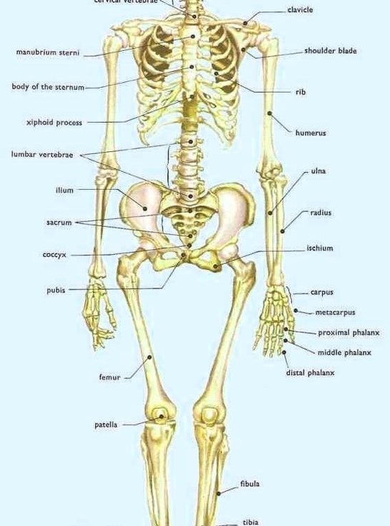 Human Body Skeleton Anatomy Bones