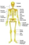 Human Body Skeleton Diagram