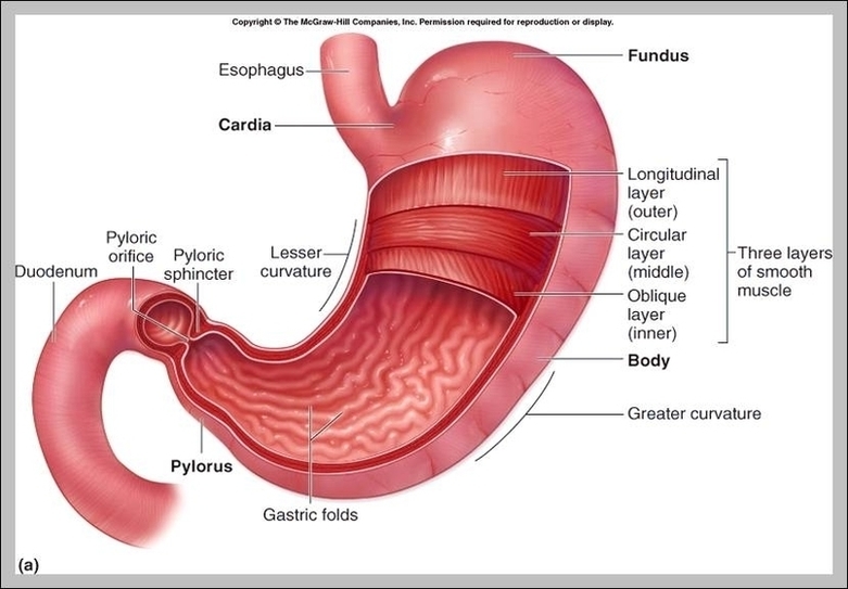 Human Body Stomach Image